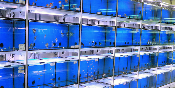 Instituut Correspondent uitbreiden DE MAANVIS NIJMEGEN – aquariumspeciaalzaak